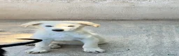 Meticcio cani in regalo: Dino  a Provincia di Padova - Annuncio 2