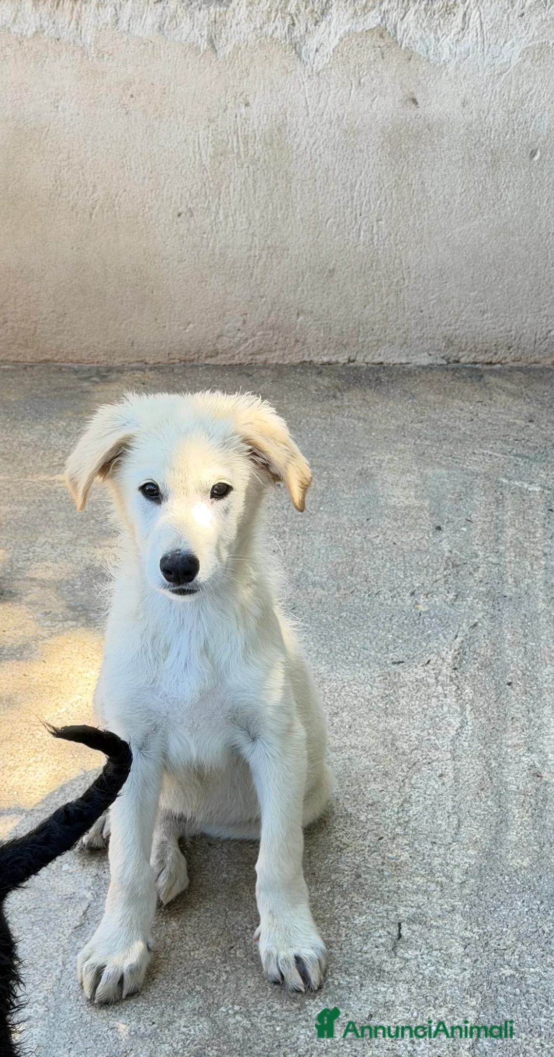 Meticcio cani in regalo: Dino  a Provincia di Padova - Annuncio 2