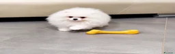 Spitz cani in vendita: Spitz Pomerania Toy nano - Annuncio 4