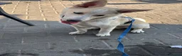 Meticcio cani in regalo: ADOZIONE URGENTISSIMA!  - Annuncio 4