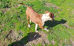 Pitbull cani in regalo: Drake Pitbull 8mesi ultimo rimasto.COSENZA SOS a Città metropolitana di Milano - Immagine 3