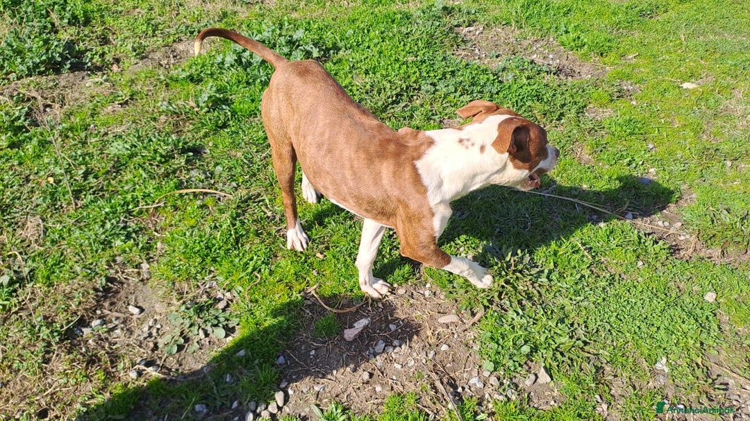 Pitbull cani in regalo: Drake Pitbull 8mesi ultimo rimasto.COSENZA SOS a Città metropolitana di Milano - Immagine 3