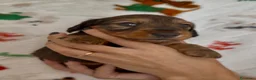 Bassotto cani in vendita: Bassotto a pelo lungo  - Annuncio 3