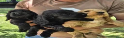 Cocker cani in vendita: Cuccioli di cocker spaniel con pedigree enci neri  - Annuncio 3