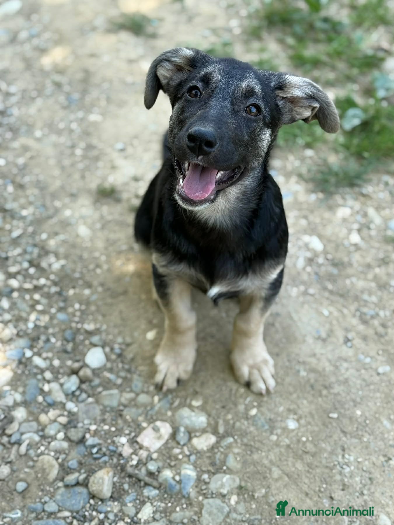 Meticcio cani in regalo: VITA, simpaticissima cucciolotta! TG MEDIO PICCOLA - Annuncio 3