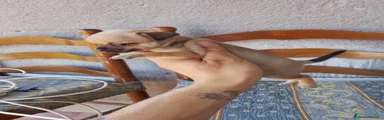 Chihuahua 2