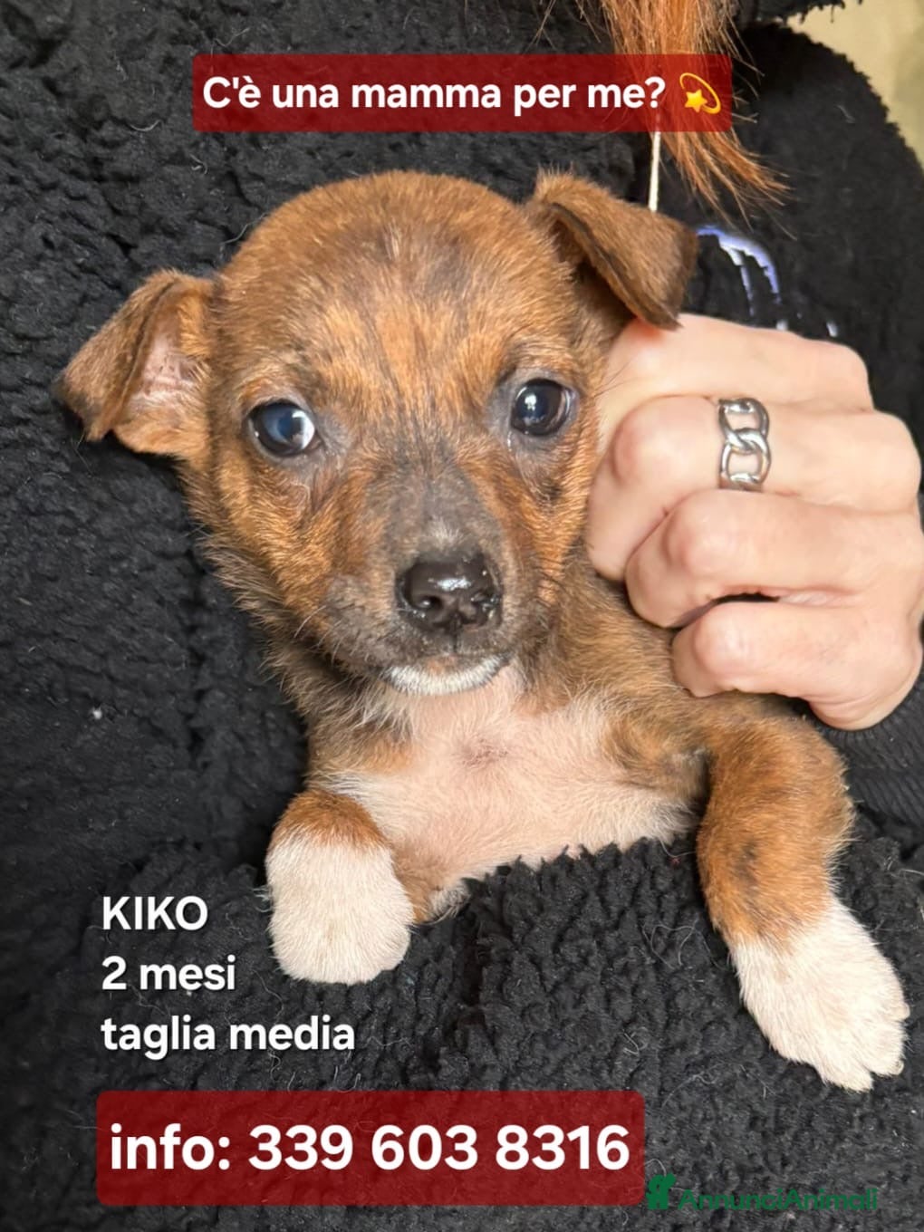 Meticcio cani KIKO💙-cucciolo futura taglia media cerca casa🙏🏻 - Annuncio 2