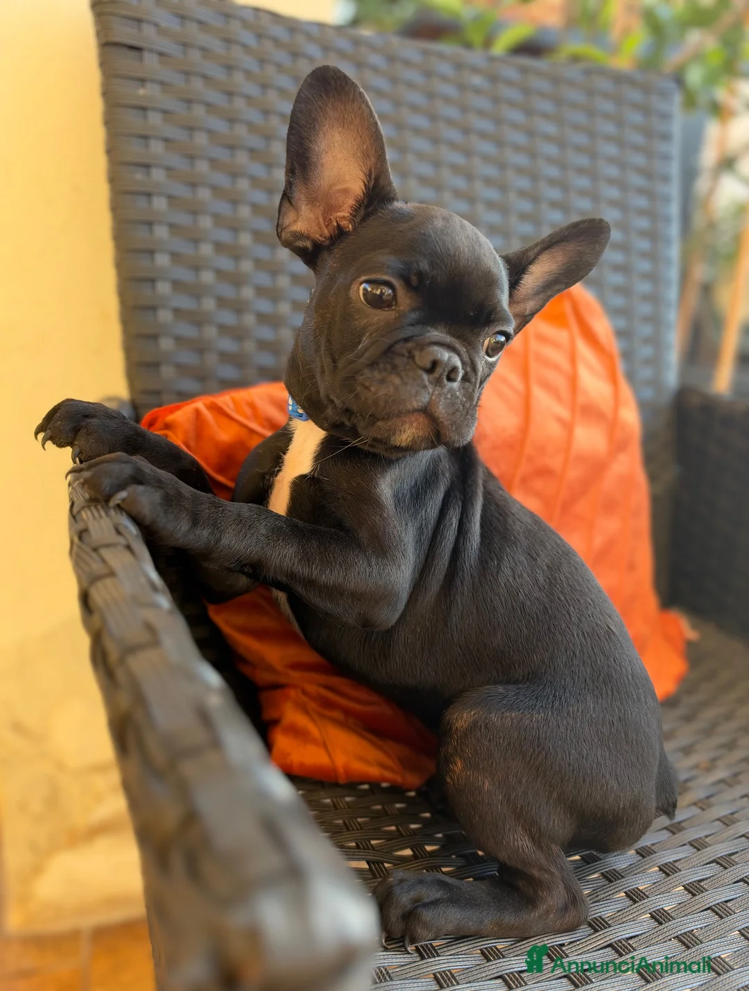 Bulldog Francese cani in vendita: Cuccioli di Bulldog Francese - Annuncio 2