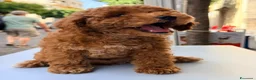 Barboncino Toy cani in vendita: Cucciolo di barboncino Toy - Annuncio 5