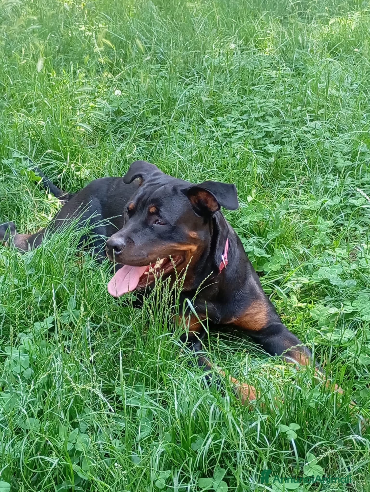 Meticcio cani CAGNOLINE - Annuncio 2