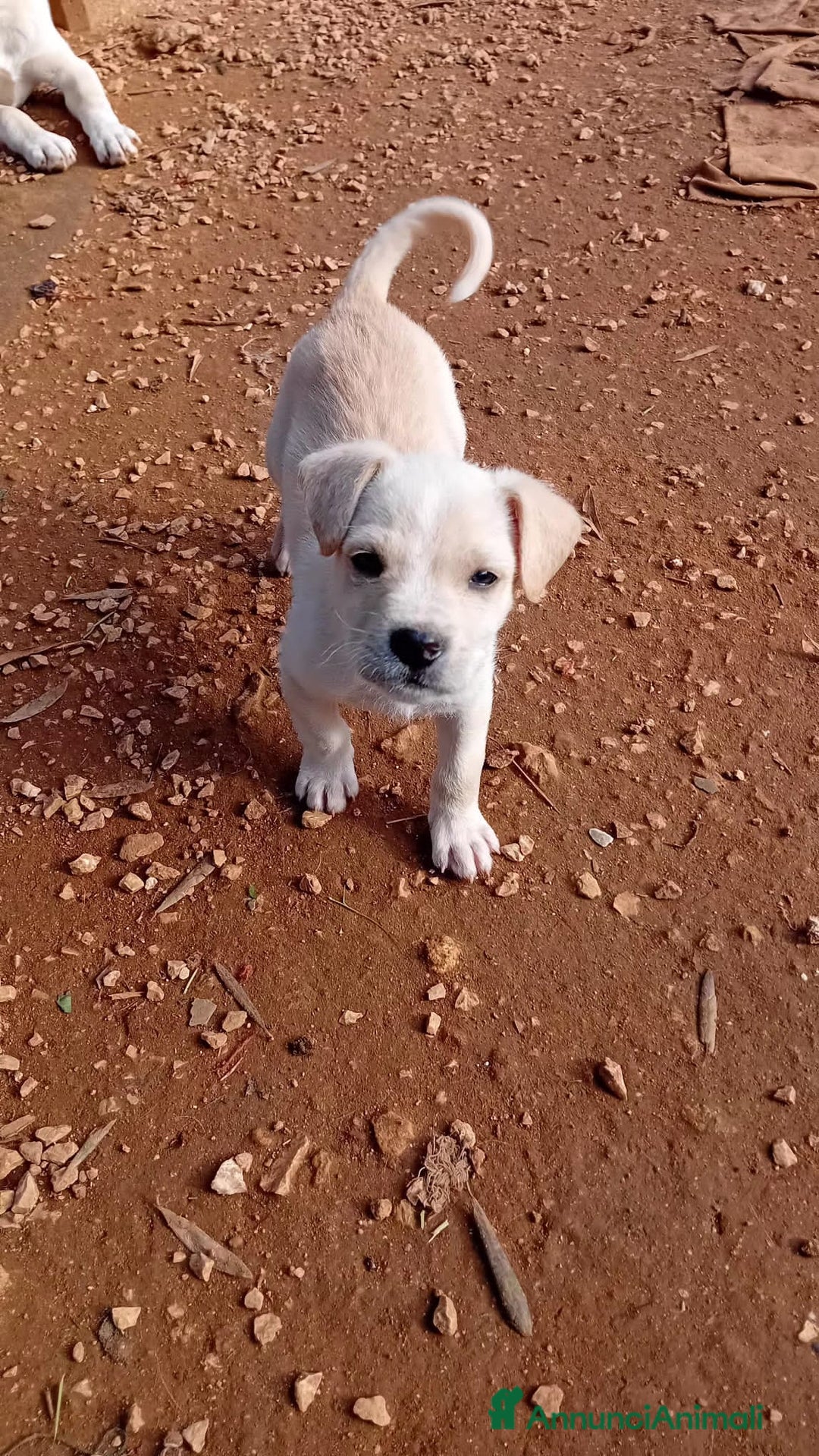 Altre razze cani in regalo: pollicino - Annuncio 5