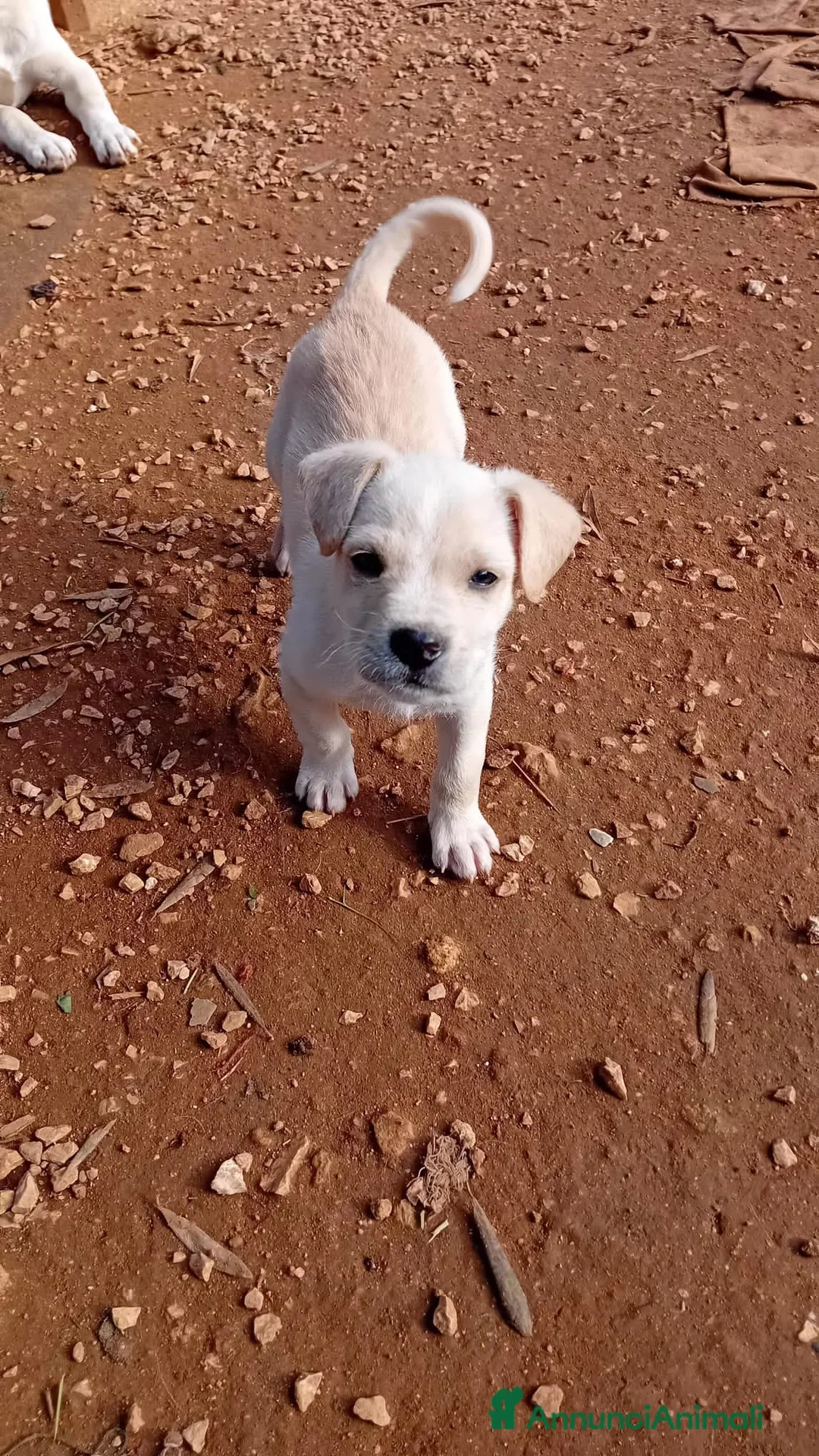 Altre razze cani in regalo: pollicino - Annuncio 5