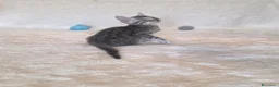 Bengala gatti in vendita: Cuccioli gatto bengala  - Annuncio 12