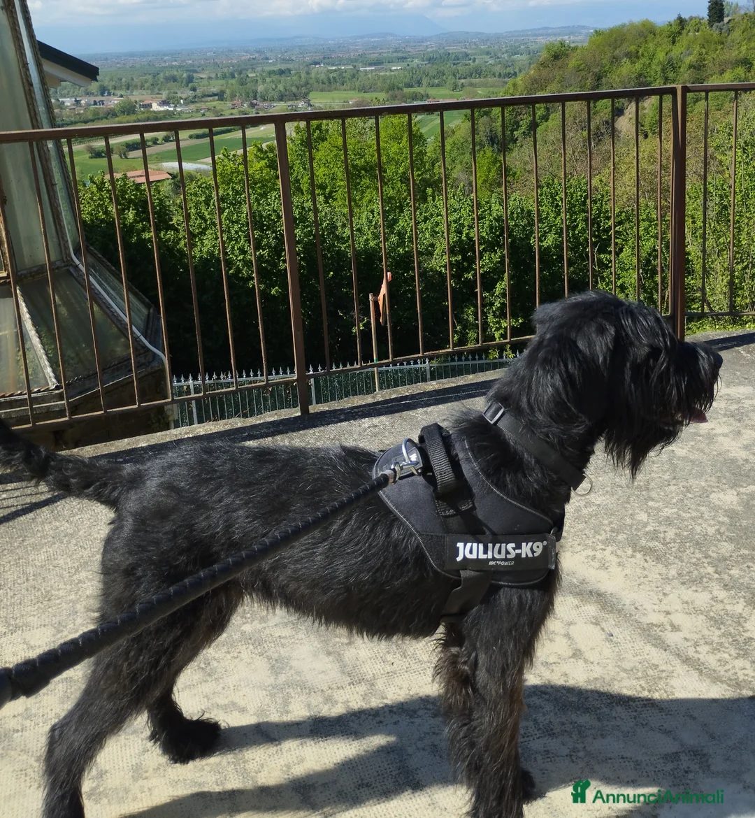 Schnauzer Gigante cani in vendita: Cuccioli neri schnauzer gigante a Città Metropolitana di Torino - Annuncio 2