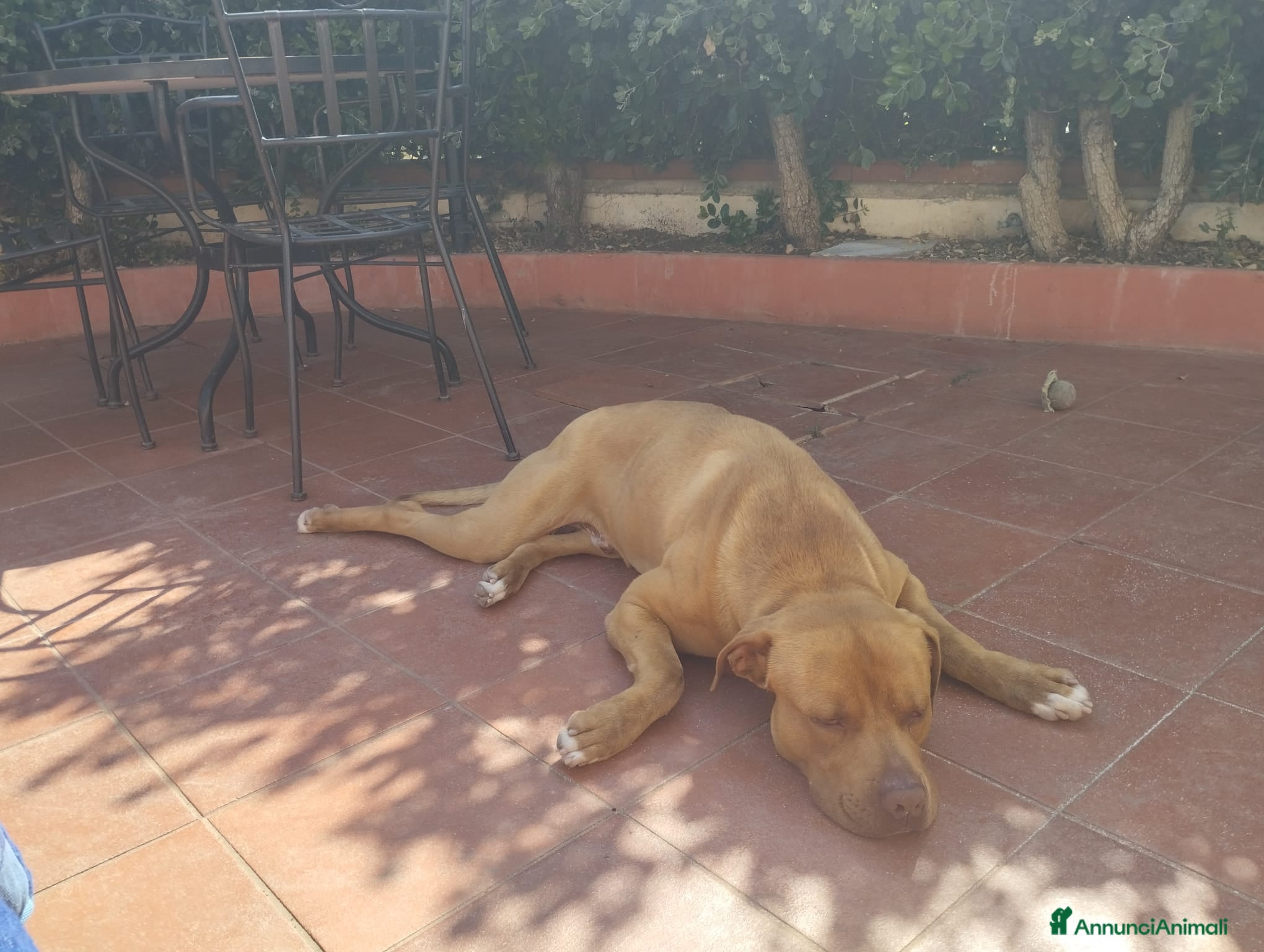 Pitbull cani Pitbull red nose ABDA - Annuncio 1