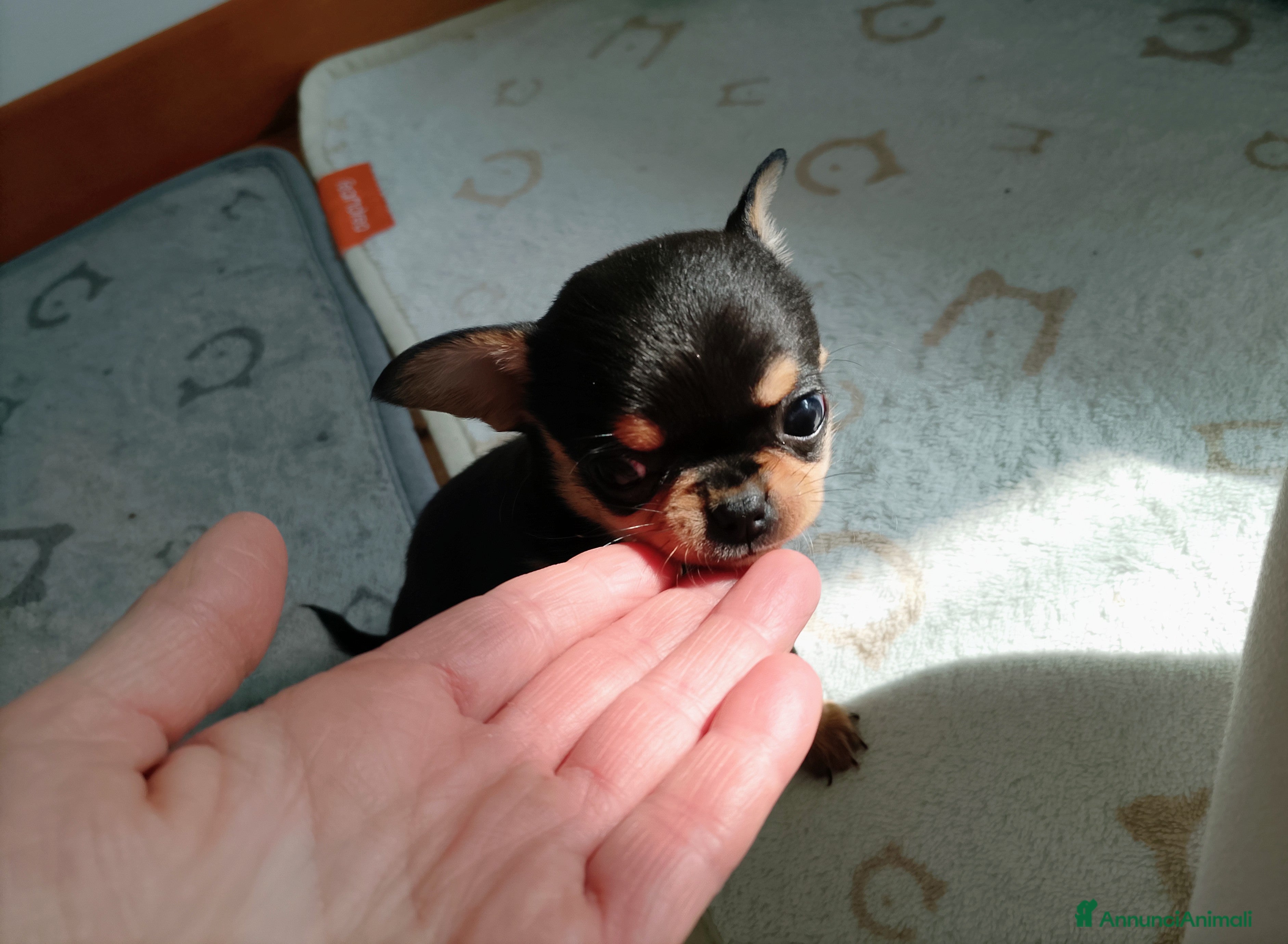 Chihuahua cani Chihuahua pedigree ENCI  - Annuncio 1