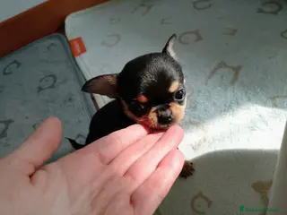 Chihuahua cani Chihuahua pedigree ENCI - Annuncio 1