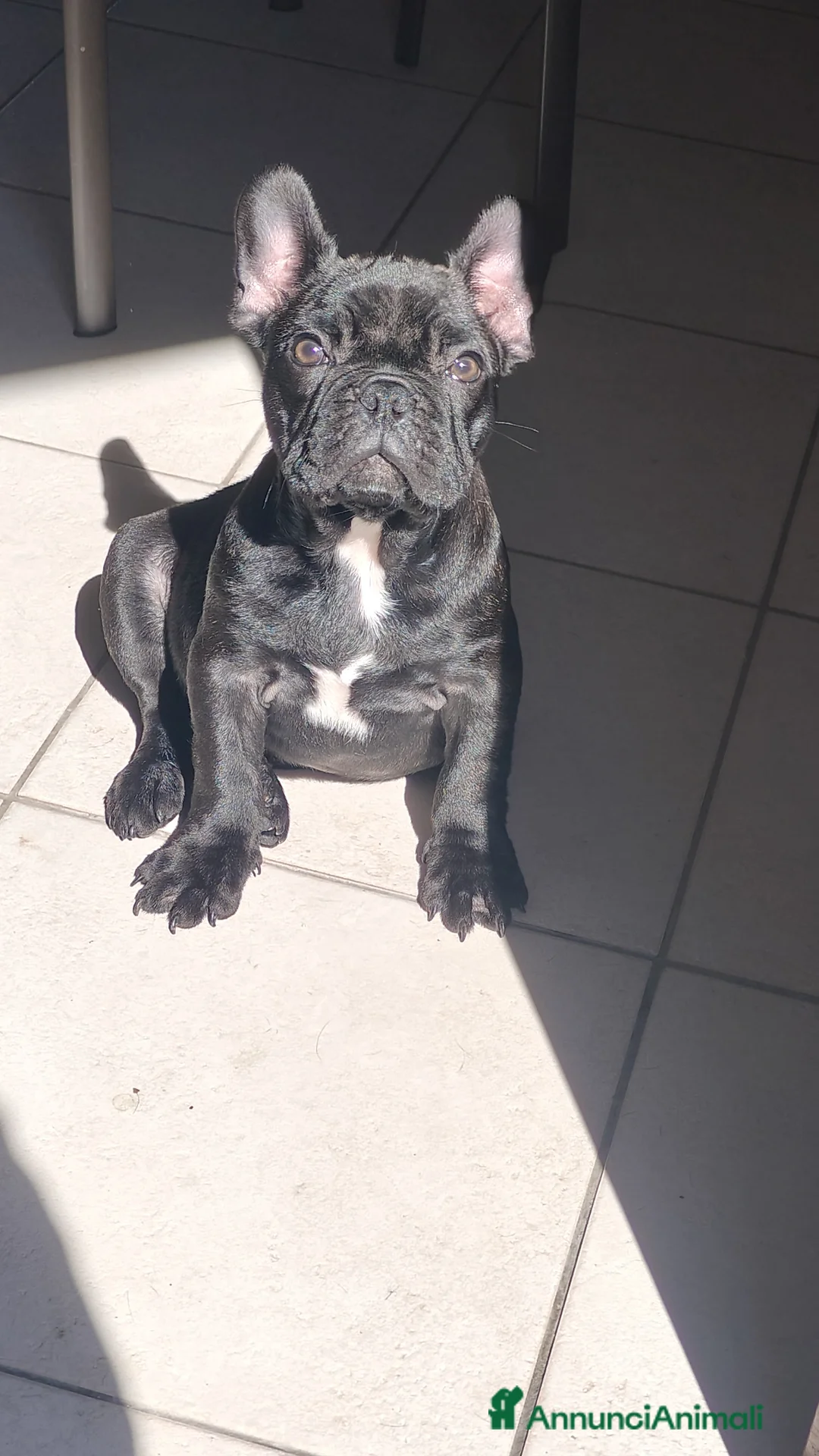 Bulldog Francese cani in vendita: Cucciolo di bulldog Francese (PEDIGREE ENCI) - Annuncio 2