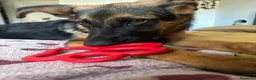 Meticcio cani in regalo: Athena - meticcio di pastore tedesco - Annuncio 3