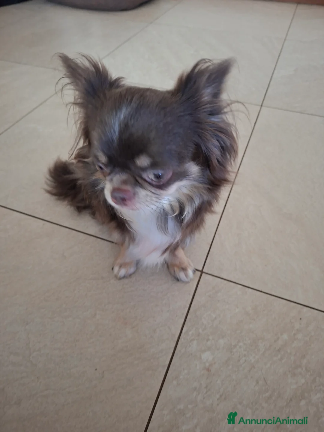 Chihuahua cani in vendita: Femmina pelo lungo tg piccola  - Annuncio 2