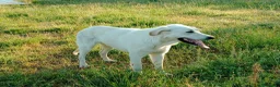 Meticcio cani in regalo: EDO CUCCIOLONE - Annuncio 9