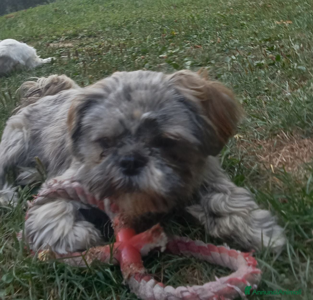 Shih Tzu cani Splendido cucciolo di Shitzu  - Annuncio 1