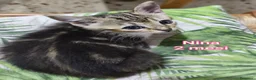 Meticcio gatti in regalo: GATTINI ABBANDONATI: URGENTE  a Città Metropolitana di Torino - Annuncio 4