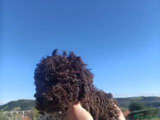 Lagotto cani Cuccioli di Lagotto Romagnolo con Pedigree - Annuncio 1