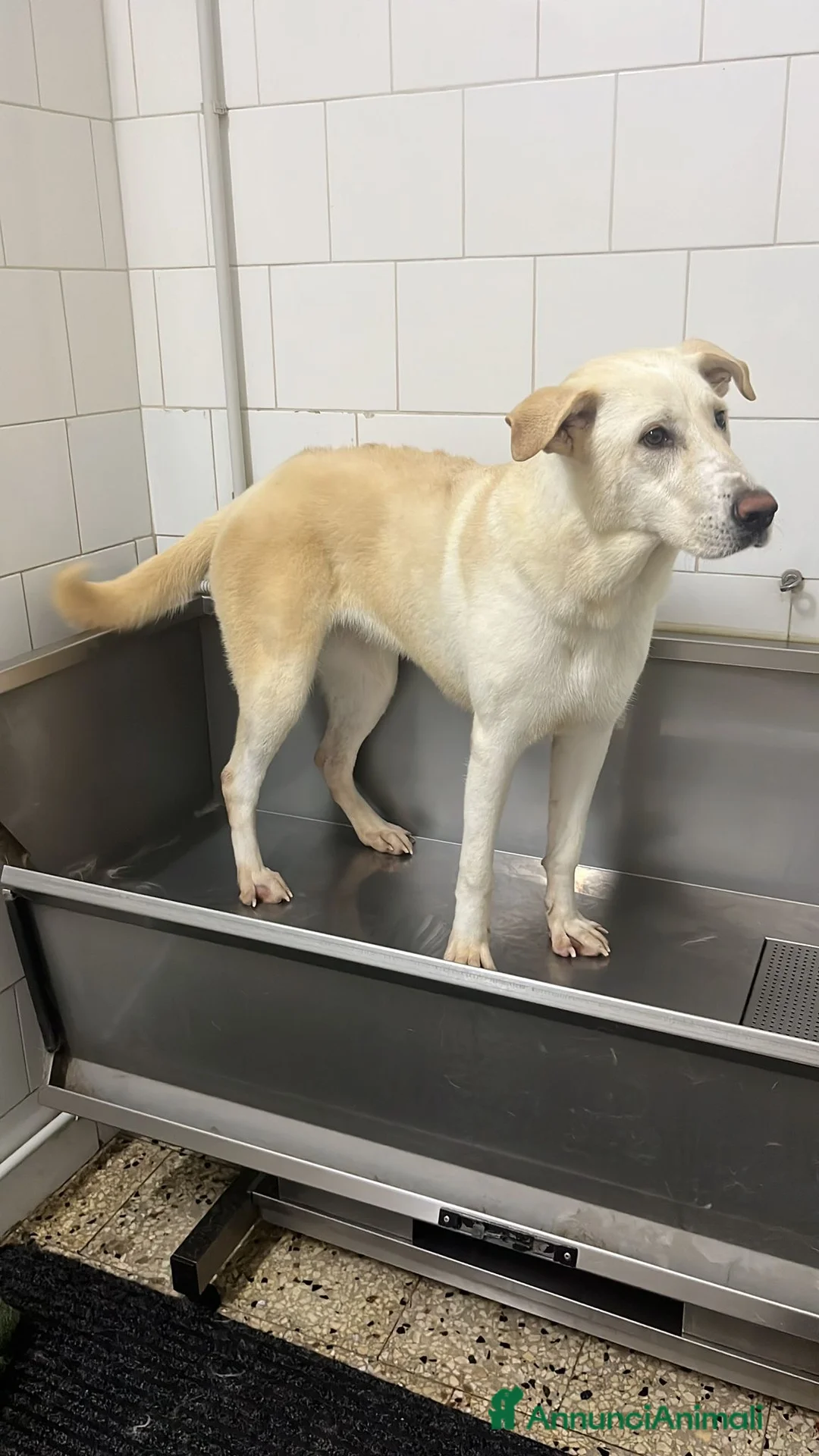 Meticcio cani in regalo: Kira cerca casa a Città metropolitana di Messina - Annuncio 2