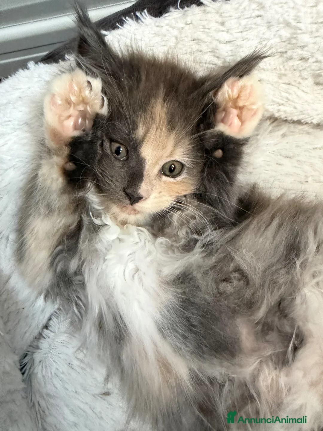 Maine Coon gatti in vendita: Cuccioli Maine coon con pedigree  - Annuncio 2