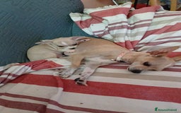 Chihuahua cani in vendita: Cuccioli di chihuahua deliziosi a Città metropolitana di Roma Capitale - Immagine 8