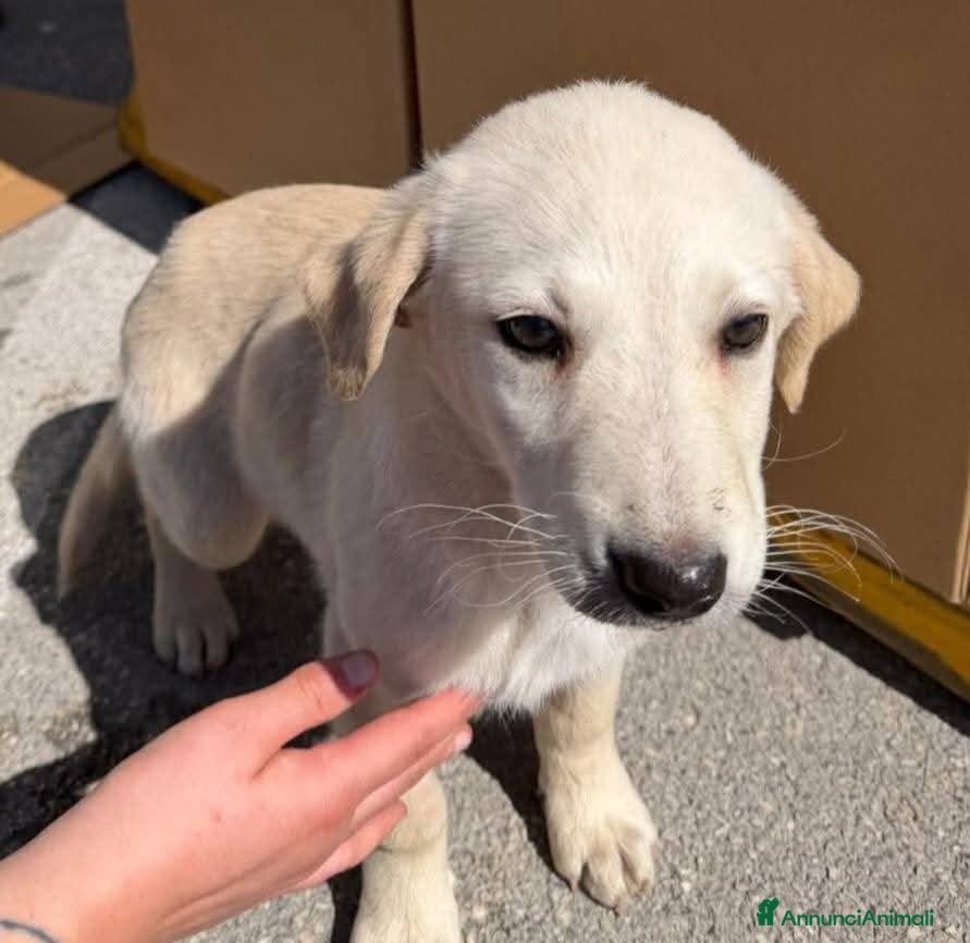 Meticcio cani Mimi e Coco', 3 mesi, simil Labrador  - Annuncio 4