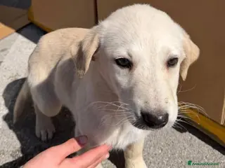 Meticcio cani Mimi e Coco', 3 mesi, simil Labrador - Annuncio 4