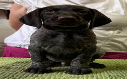 Drahthaar cani in vendita: Cuccioli di Drahthaar  a Provincia di Pordenone - Immagine 5