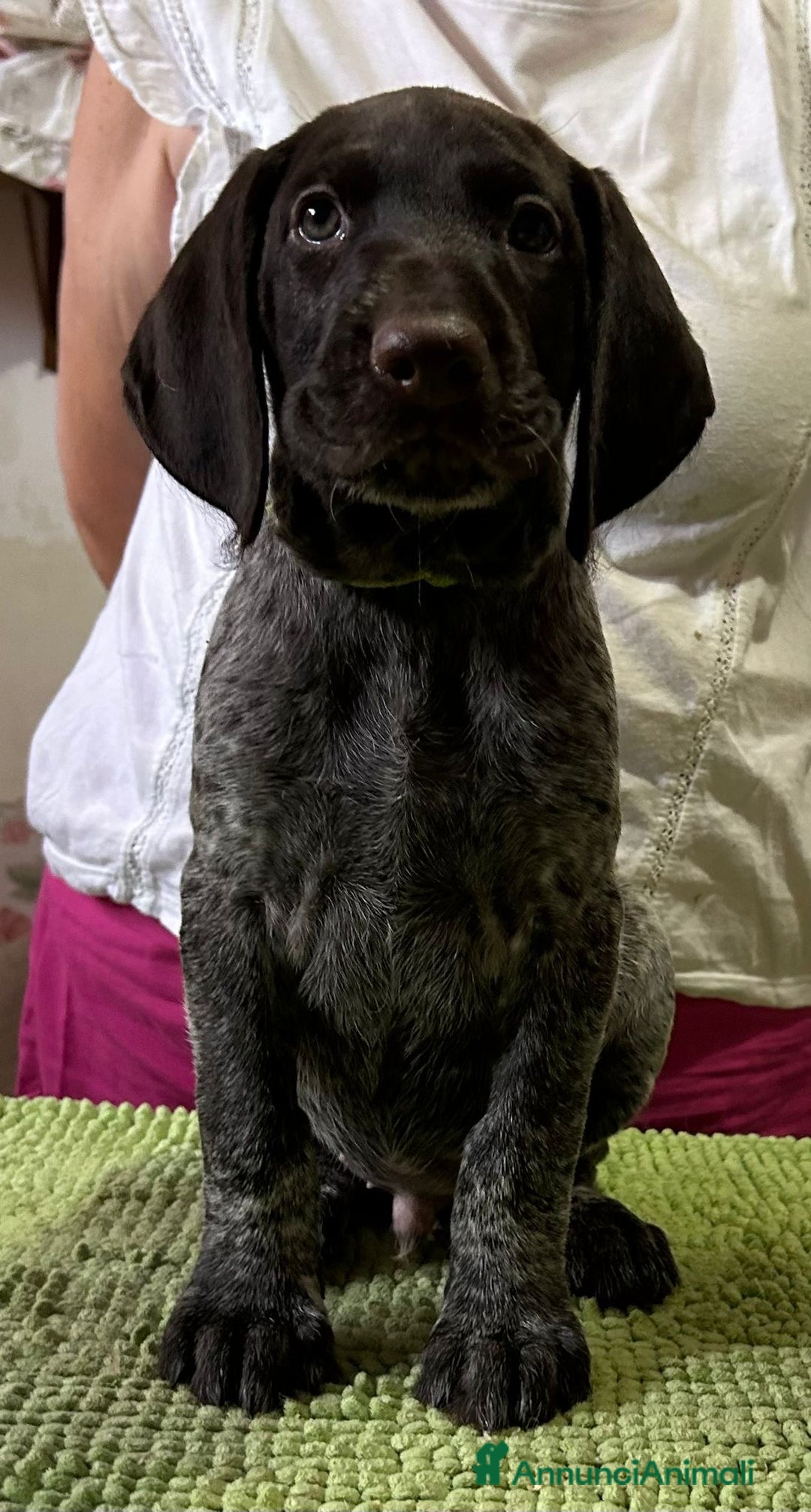 Drahthaar cani in vendita: Cuccioli di Drahthaar  a Provincia di Pordenone - Immagine 5
