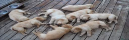 Golden Retriever cani in vendita: Ultimi cuccioli disponibili - Annuncio 8