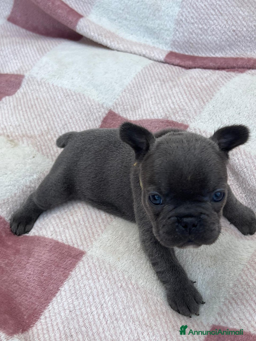 Bulldog Francese cani in vendita: Cuccioli bulldog francese esotici blu - Annuncio 8