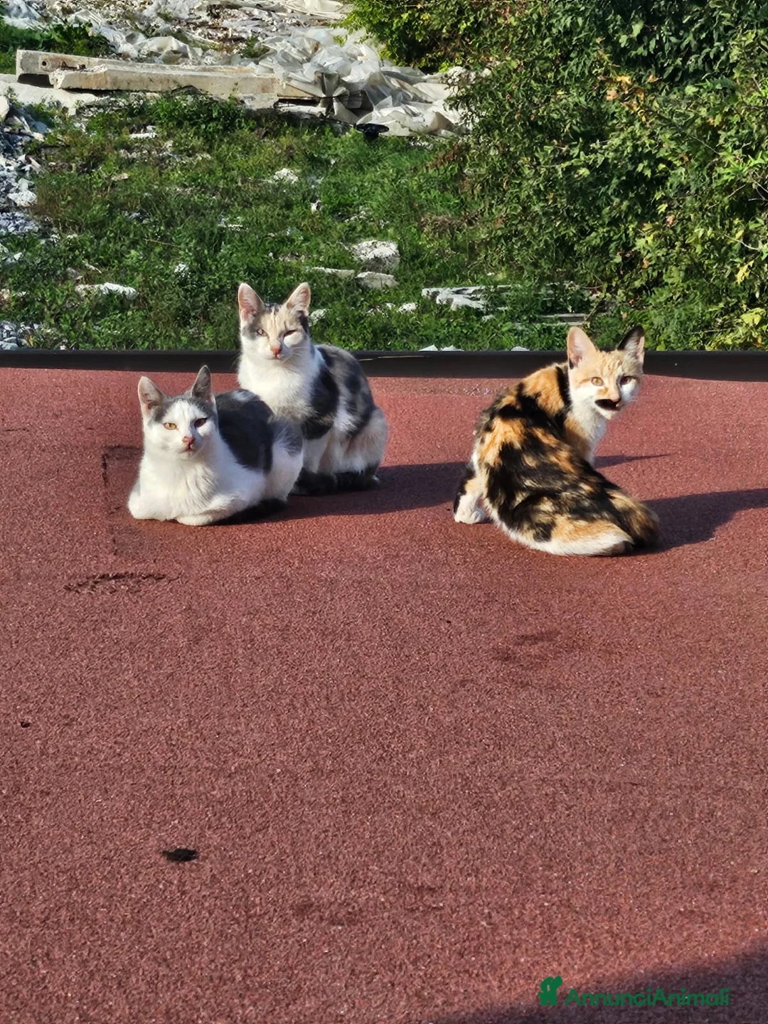 Altre razze gatti in regalo: CERCA CASA 😻🏡 - Annuncio 4