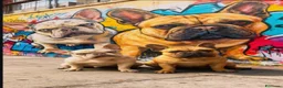 Bulldog Francese cani in vendita: Cuccioli bulldog francese  a Provincia di Latina - Annuncio 1