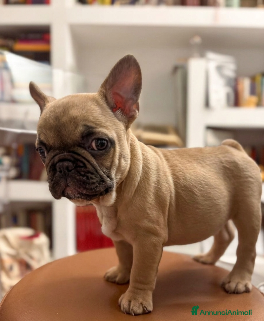 Bulldog Francese cani Lui è Ettore, ma per gli amici è Thor - Annuncio 1