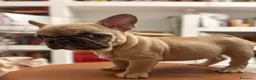 Bulldog Francese cani in vendita: Lui è Ettore, ma per gli amici è Thor - Annuncio 1
