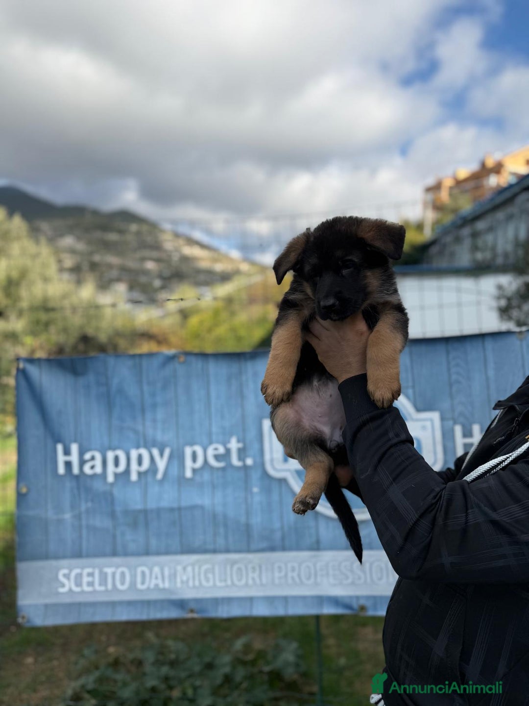 Pastore Tedesco cani in vendita: Cuccioli di pastore tedesco  - Annuncio 4
