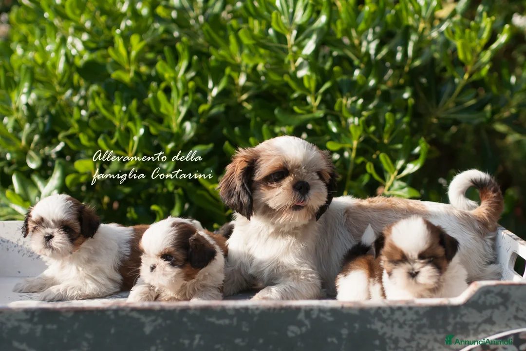 Shih Tzu cani in vendita: ShihTzu con Pedigree a Città Metropolitana di Venezia - Annuncio 5