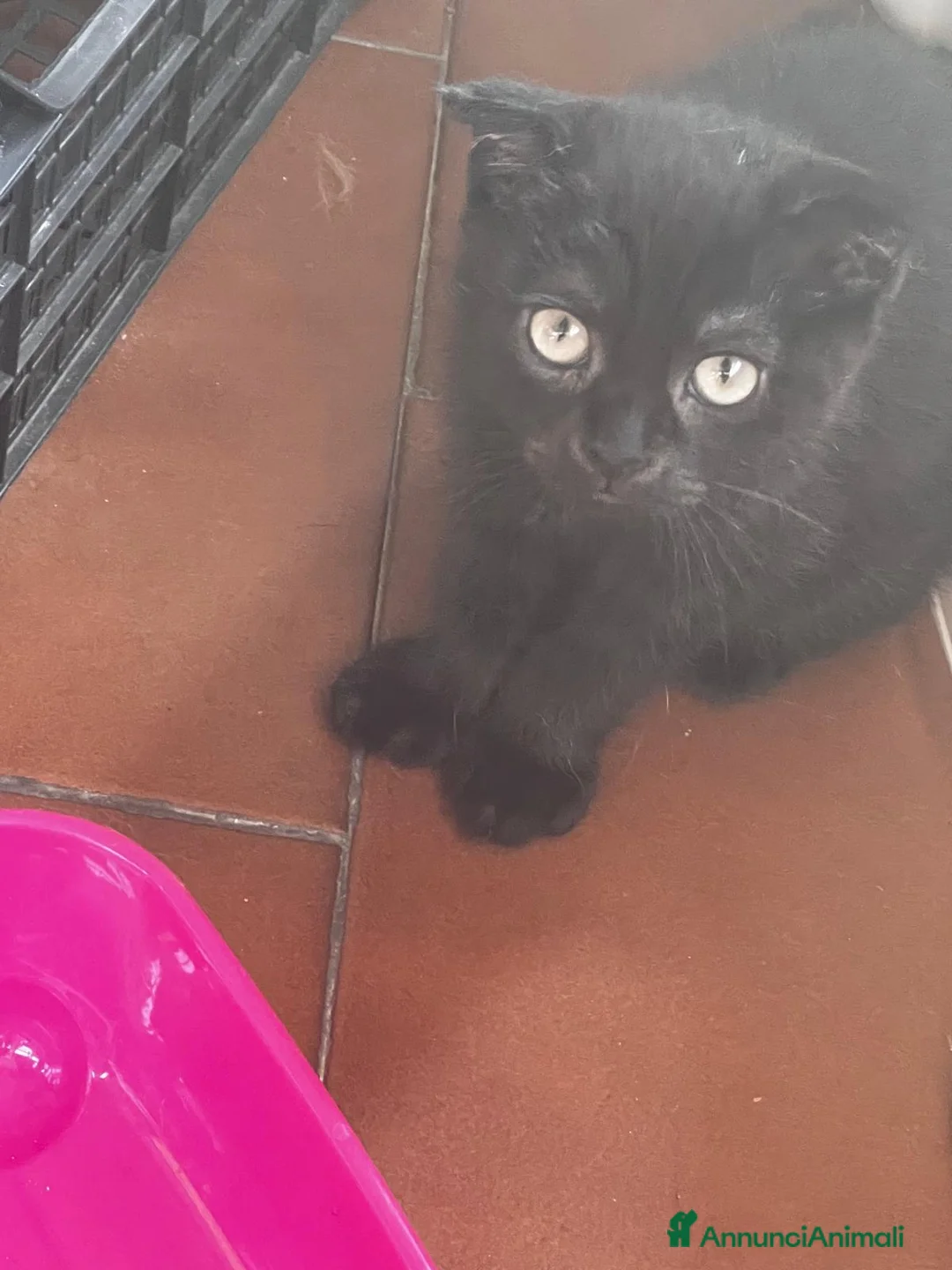Scottish gatti in vendita: Scottish fold - Annuncio 5