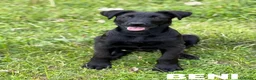 Meticcio cani in regalo: BENNY e SELEN: dolci CUCCIOLI total black!  - Annuncio 1