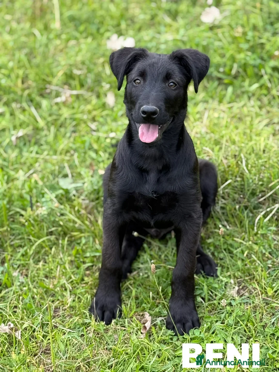 Meticcio cani in regalo: BENNY e SELEN: dolci CUCCIOLI total black!  - Annuncio 1
