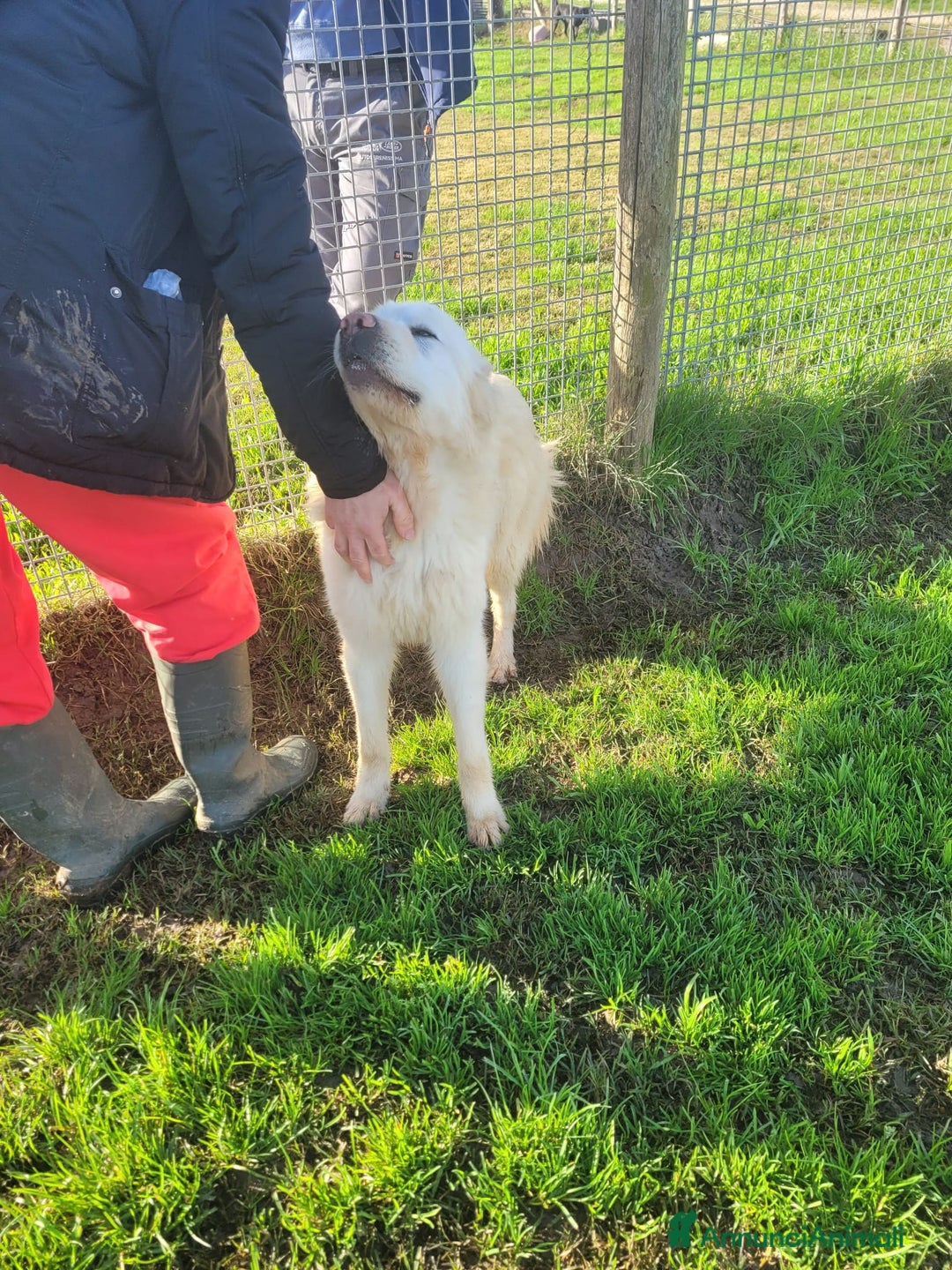 Pastore Maremmano cani in regalo: Lucius, cucciolone di pastore maremmano  - Annuncio 3