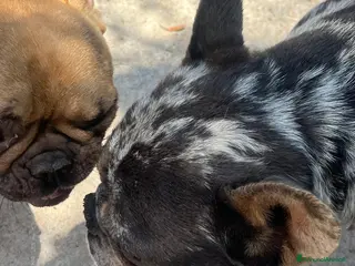 Bulldog Francese cani Bulldog francese esotici - Annuncio 1