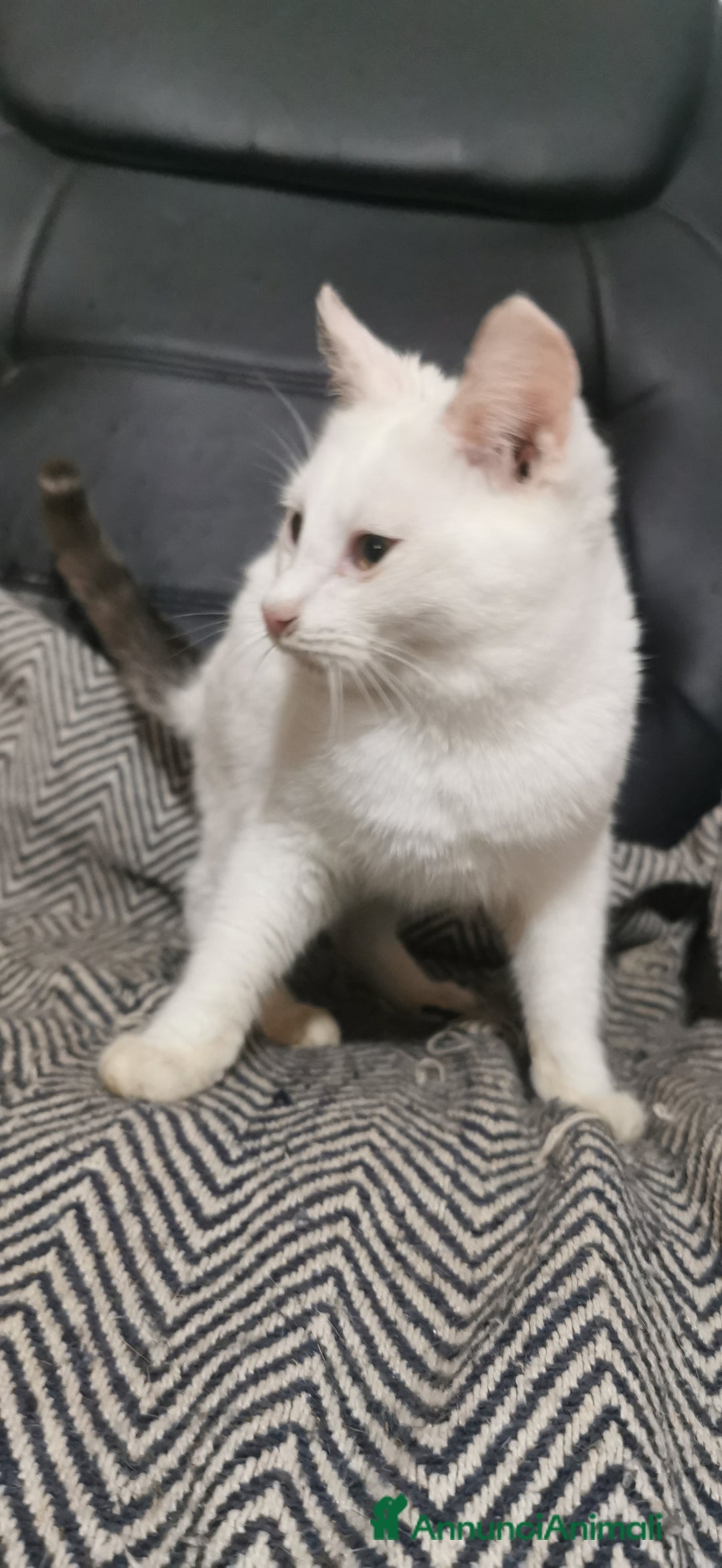 Europeo gatti in regalo: Gattino Maschio Bianco - Annuncio 8