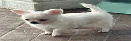 Chihuahua cani in vendita: Chihuahua femmina mini  - Annuncio 1